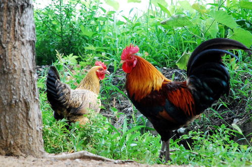 餐飲,其他攝影,攝影素材,攝影素材,匯圖網(wǎng)