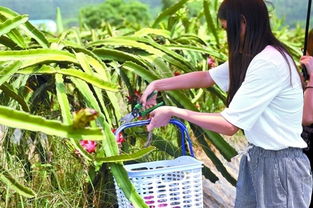 現(xiàn)有農(nóng)產(chǎn)品銷售渠道的基本模式有哪些