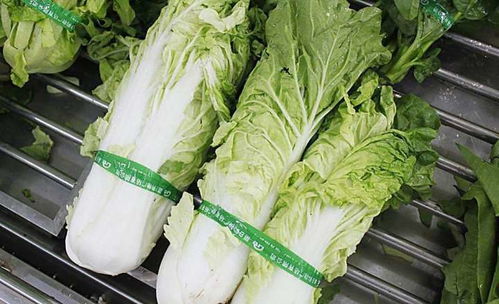 農(nóng)產(chǎn)品上行不曾停歇,社員網(wǎng)再助商都農(nóng)戶上行白菜68,000斤