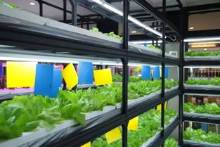 溫室花園農(nóng)場(chǎng)餐廳