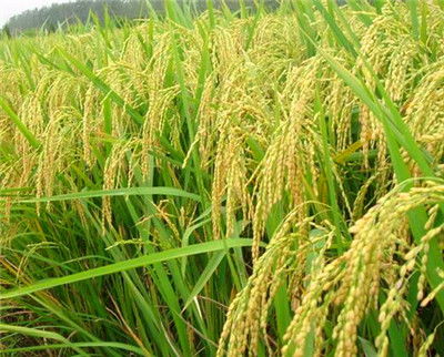 家禽養殖業稅收減免政策匯總